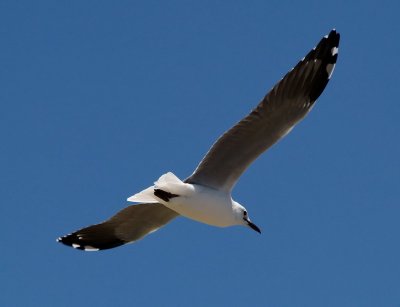 Gull7