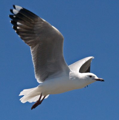 Gull9