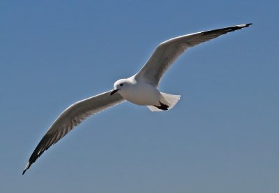 Gull10