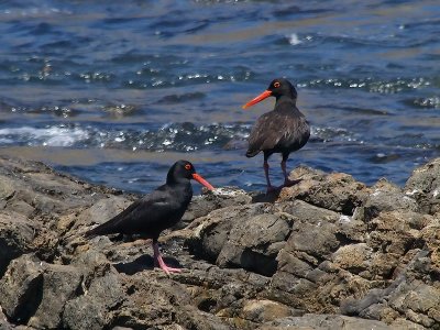 African Oyster Catchers