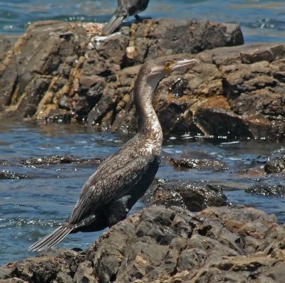 White Breasted Cormorant