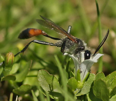 Wasps