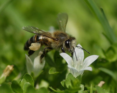 Bee and Paper Thorn Flower