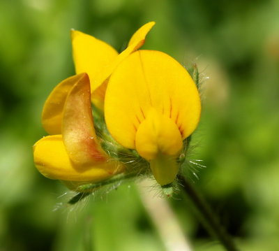 Lawn Thorn Flower (Unknown )10 mm wide