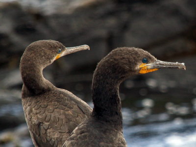 Cormorants