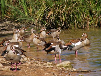 Geese Sonstral 1