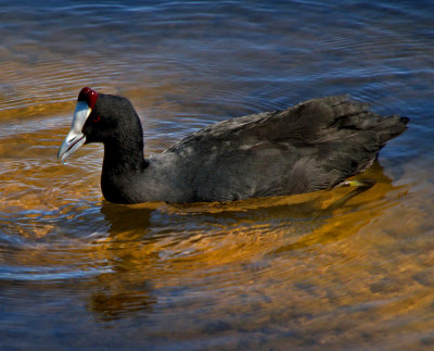Redknobbed Coot