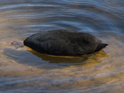 Redknobbed Coot Dunking