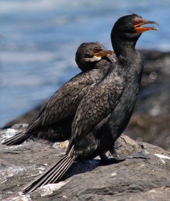 cormorants