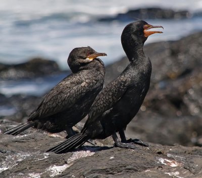 Crowned Cormorant