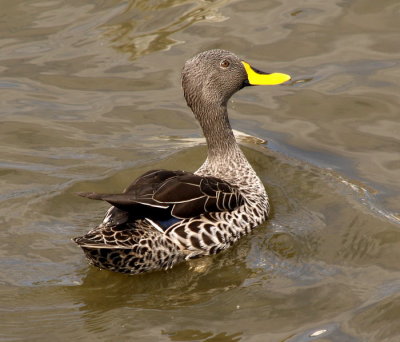 Yellow Billed Duck 6