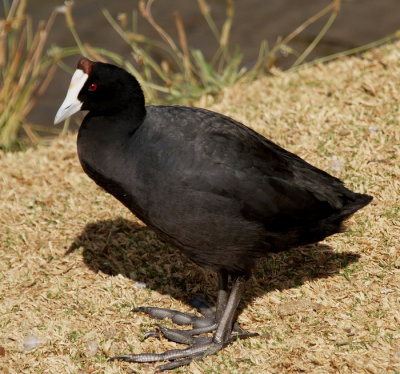 Redknobbed Coot