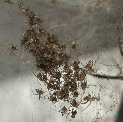 Baby Black Widows