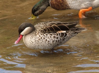 Cape Teal