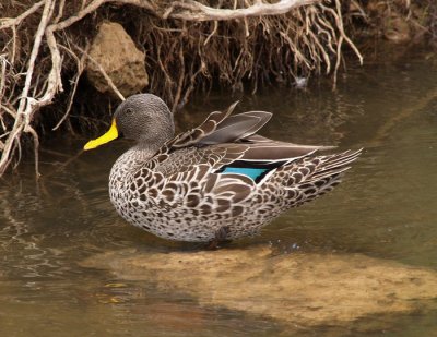 African Yellow Billed Duck 7