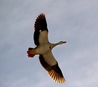 Egyptian Goose Overhead