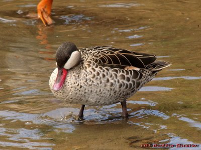 Red Billed Teal 2