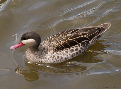 Red Billed Teal 3