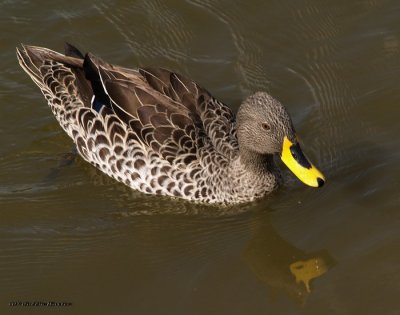 Yellow Billed Duck 9