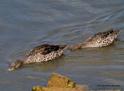 Yellow Billed Duck 11