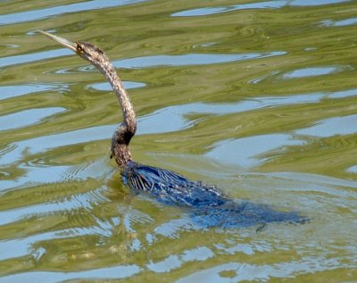 African Darter (Snake Bird)