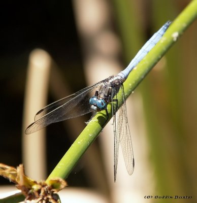 Blue Dragon Fly 2