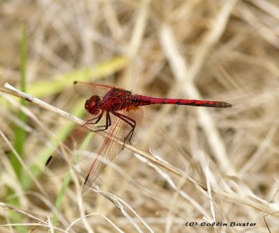 Red Dragon Fly