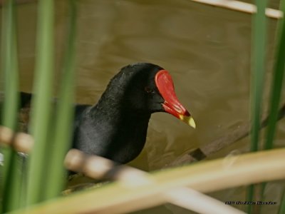 Moorhen