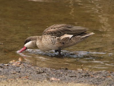 Red Billed Teal Dabling