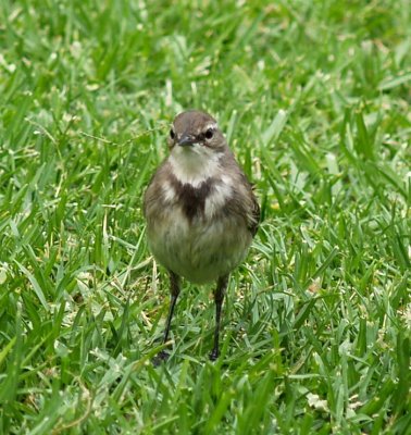 Cape Wagtail 2