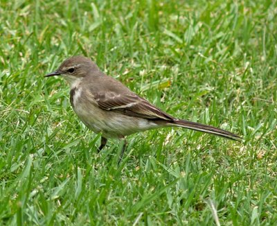 Cape Wagtails