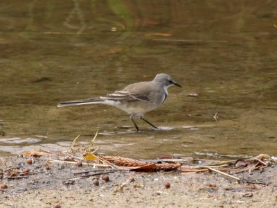 Cape Wagtail 3