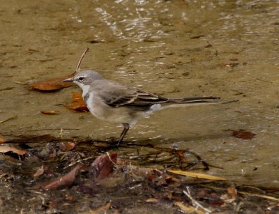 Cape Wagtail 4