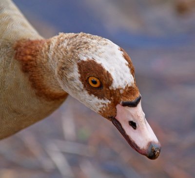 Egyptian Goose