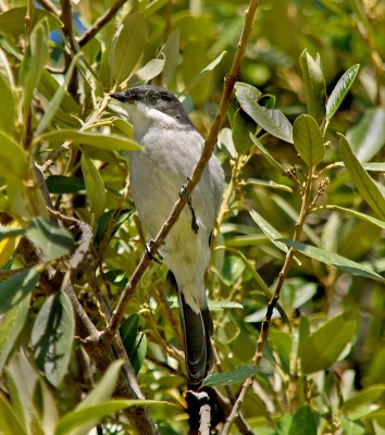 Fiscal Fly Catcher