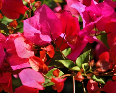 Bougainvillea