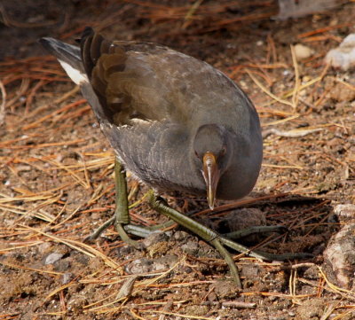 Leser Moor Hen 3