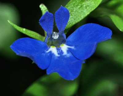 Unknown Wild Flower