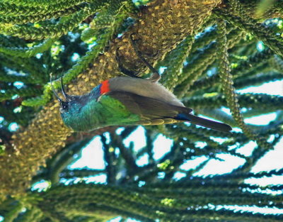 Southern  (lesser) Double - Collared Sunbird