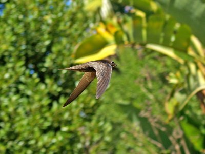 Bradfield's Swift 1