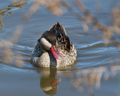 Red Billed Teal 6