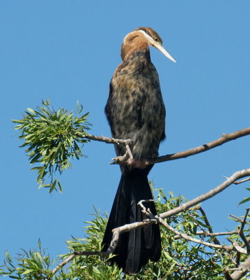 African Darter