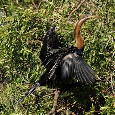 African Darter