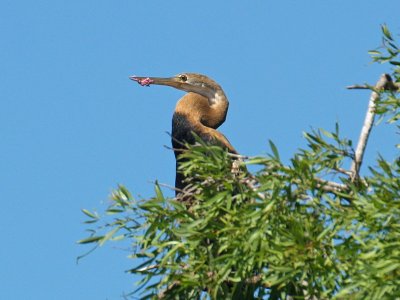 African Darter With Chewing Gum