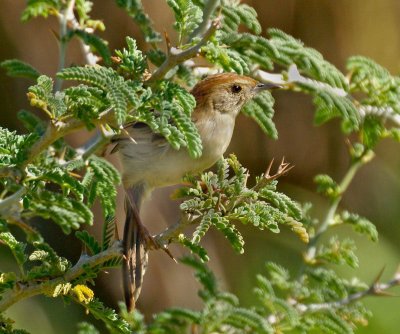 Cisticola (levaillant's)