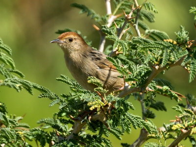 Cisticola (levaillant's)