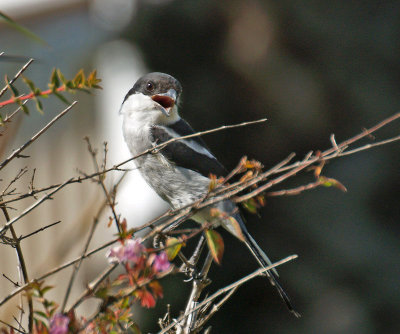 Fiscal Fly Catcher