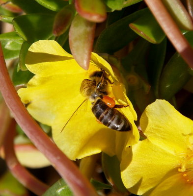 Yellow  flower and bee.jpg