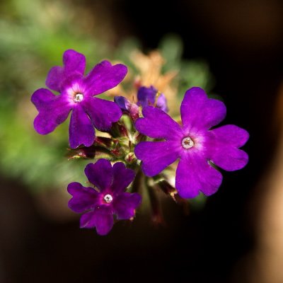 PurpleFlower.jpg
