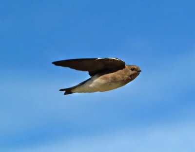 Brown Breasted Martin
